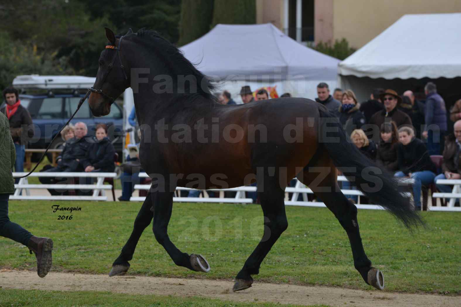 Présentation d’Étalons aux Haras d'UZES en 2016 - Présentation en longe - INGRATO XXVII - 4