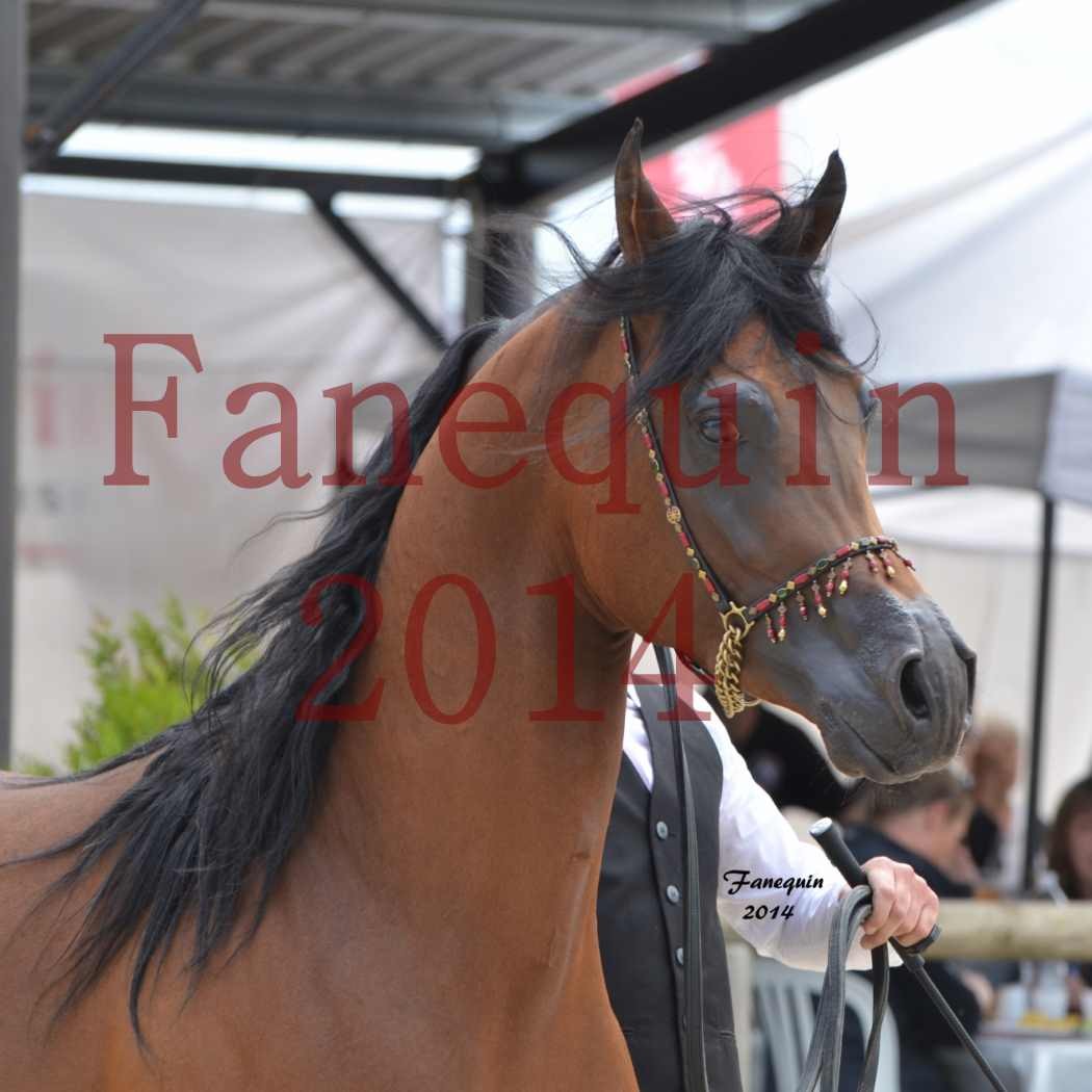 Show International de Chevaux ARABES 2014 à BORDEAUX - Notre Sélection - Portraits - ABSOLUT DE DJOON - 3