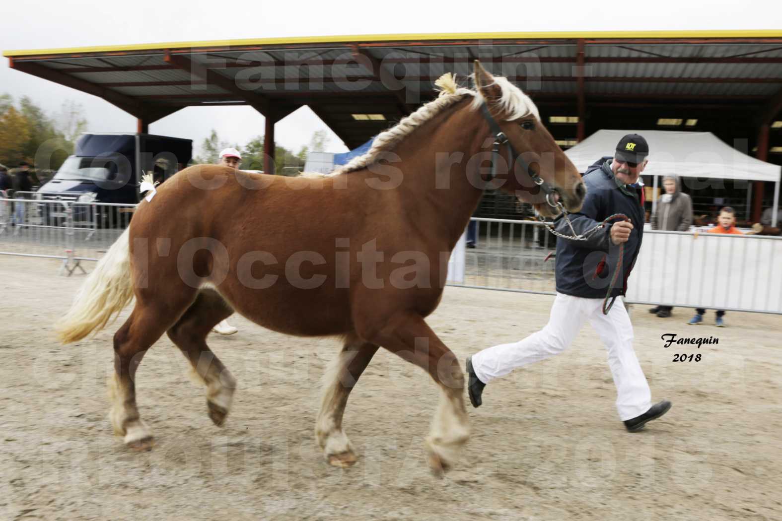 Concours Régional "OCCITANIE" de Chevaux de Traits à REQUISTA en 2018 - HARMONIE DE BENS - 6