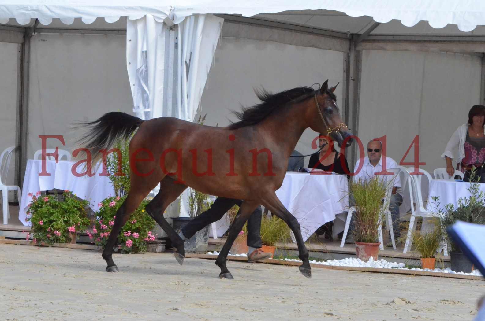 Championnat de FRANCE 2014 - Amateurs - KAL'ELLE D'ELHORIA - 21