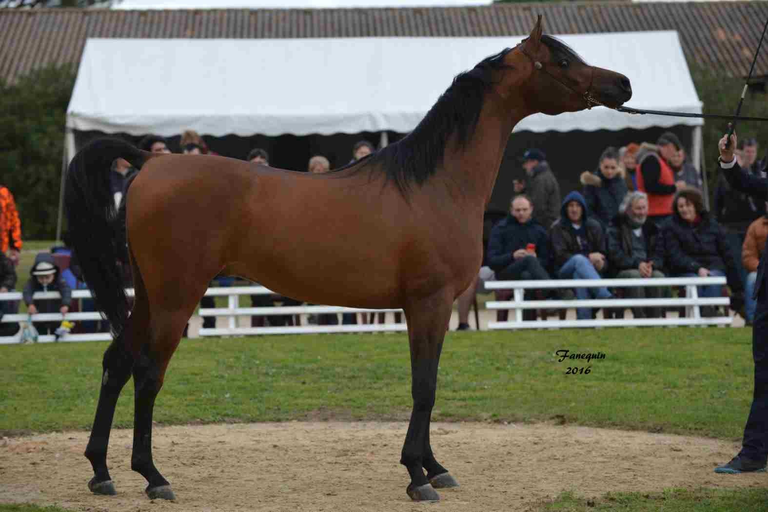 Présentation d'étalons au Haras d'UZES - en longe - MAMOUN ALBIDAYER - 1