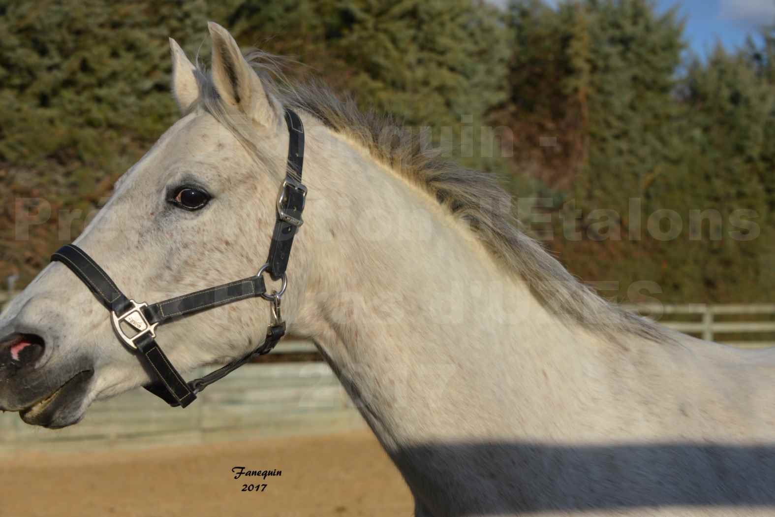 Présentation d’Étalons aux Haras d'UZES - Portraits - GERSIK - 1