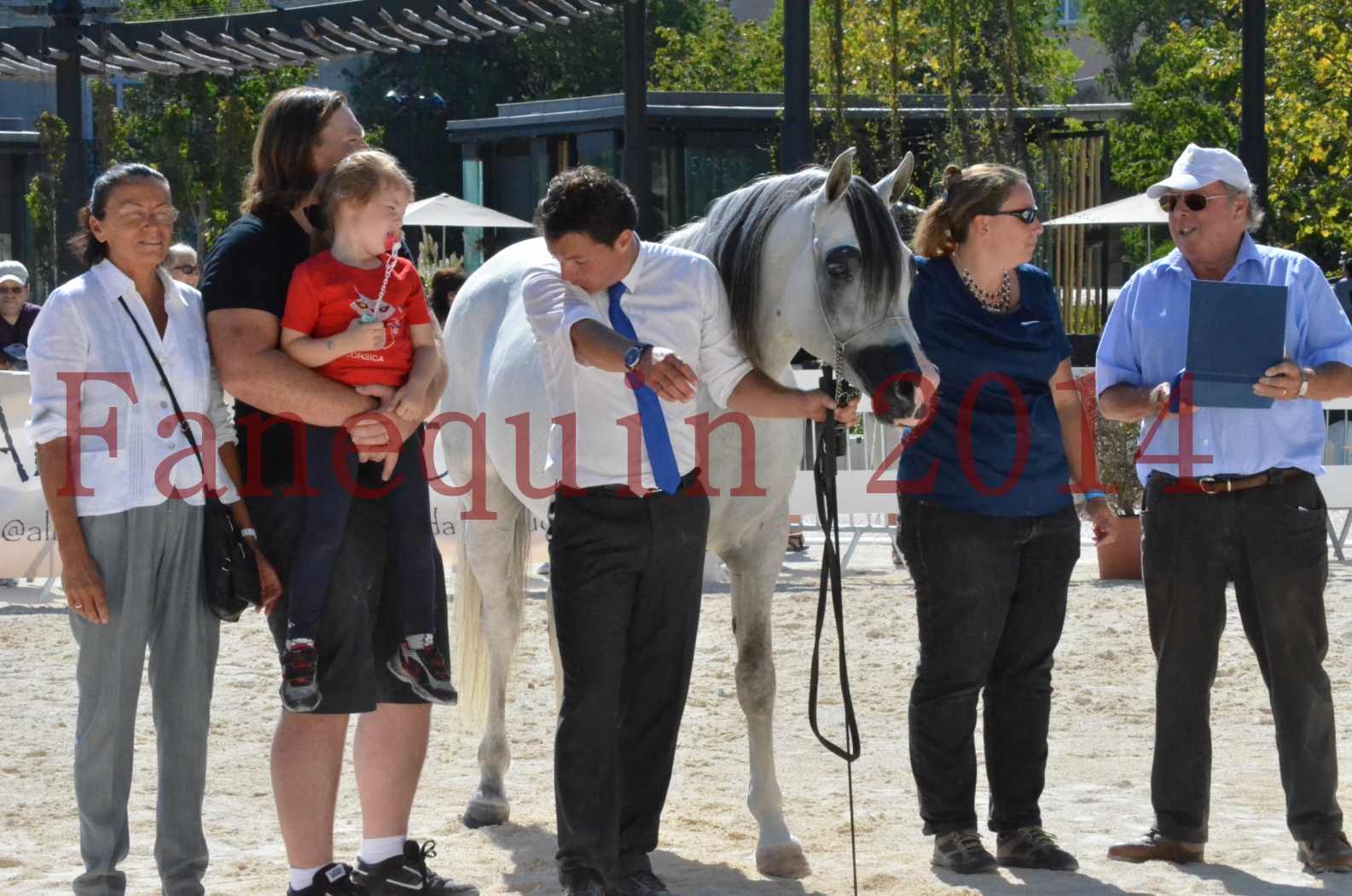 Concours National de Nîmes de chevaux ARABES 2014 - Sélection - SHAOLIN DE NEDJAIA - 93