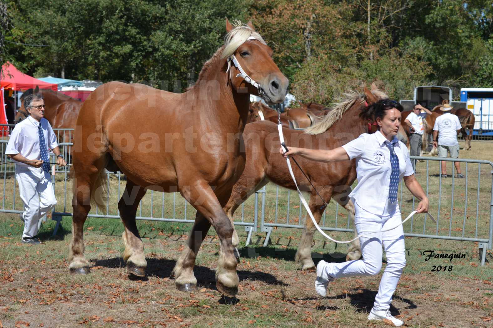 Concours départemental de chevaux de traits à GRAULHET en 2018 - Elevage POUJADE - Notre Sélection - 11
