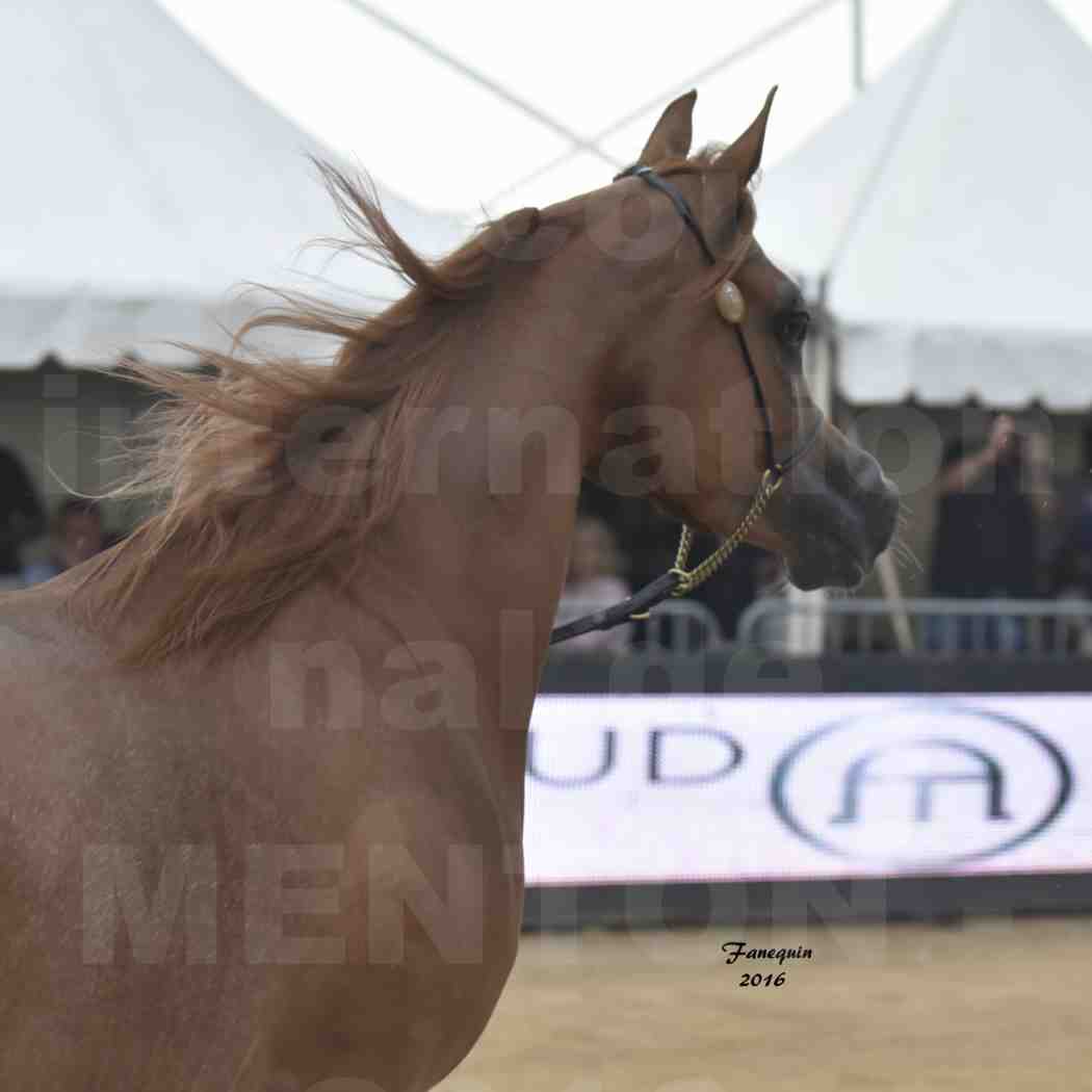 Championnat du pur-sang arabe de la Méditerranée et des pays arabes - MENTON 2016 - FARAH AL SHAQAB - Notre Sélection - Portraits - 2