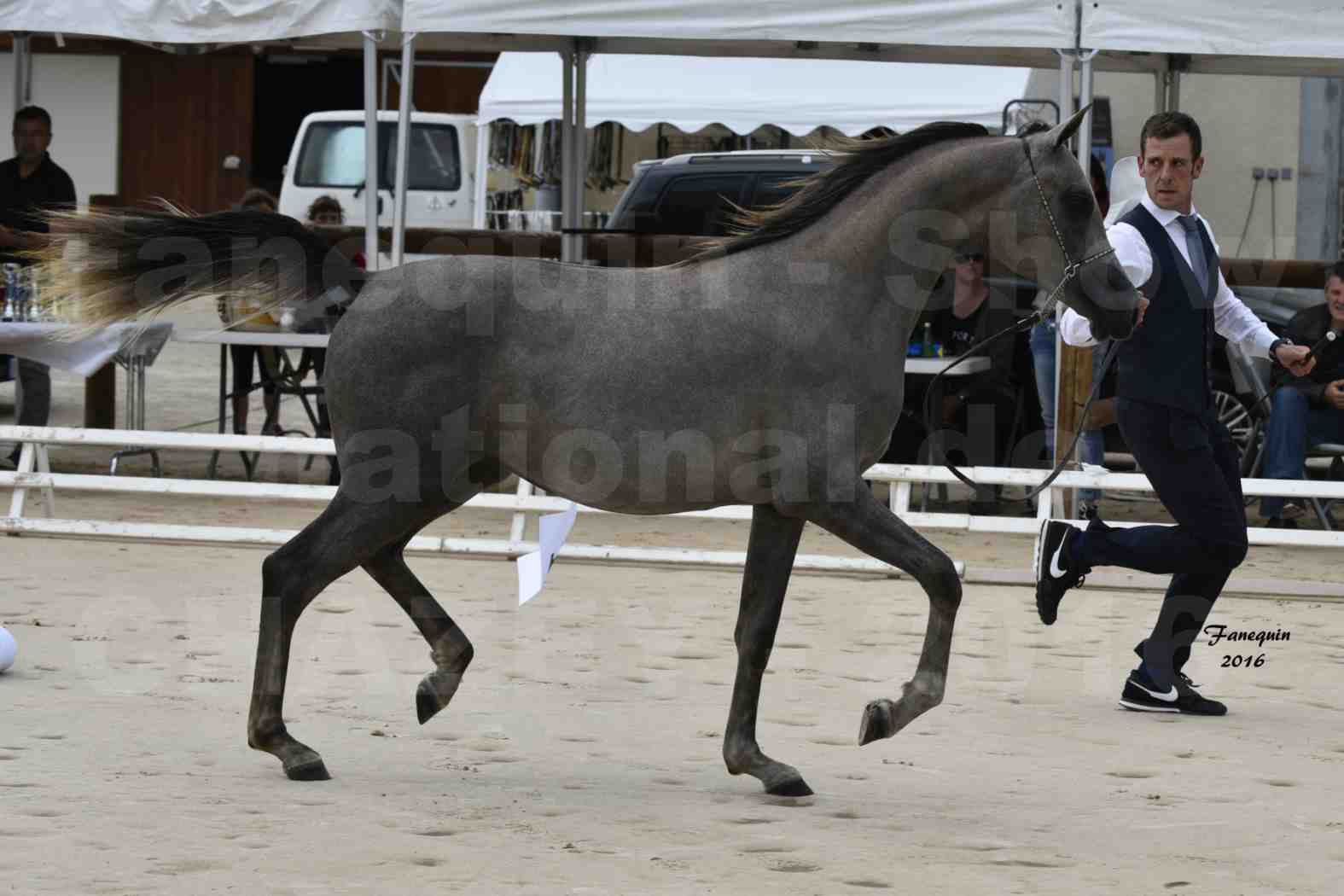 Show national de chevaux arabes de CHAZEY sur AIN 2016 - NM HACINA - Notre Sélection - 01