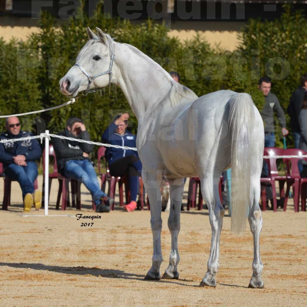 Présentation d’Étalons aux Haras d'UZES - Portraits - OSBORN - 1