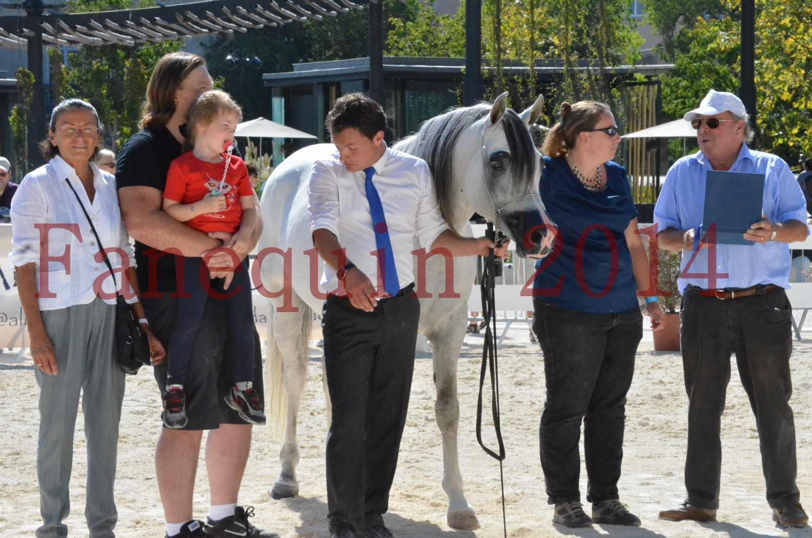 Concours National de Nîmes de chevaux ARABES 2014 - Sélection - SHAOLIN DE NEDJAIA - 92