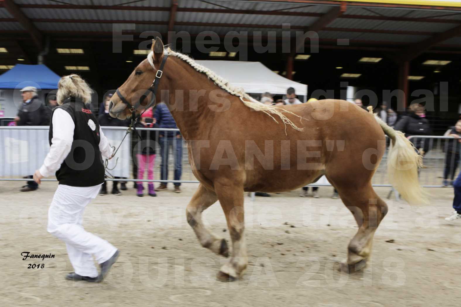 Concours Régional "OCCITANIE" de Chevaux de Traits à REQUISTA en 2018 - GASPARINE 3 - 4