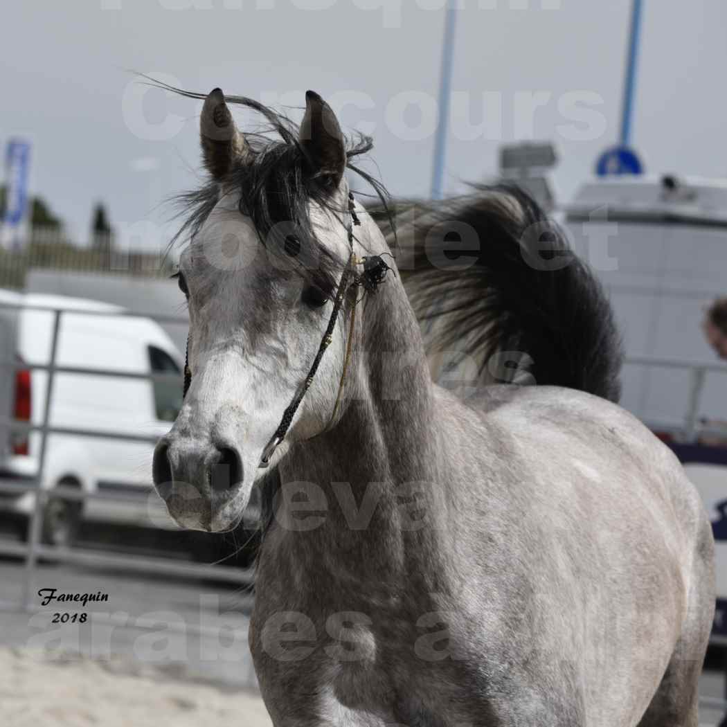 Concours d'élevage de Chevaux Arabes - D. S. A. - A. A. - ALBI les 6 & 7 Avril 2018 - FLORAC LARZAC - Notre Sélection - Portraits - 5