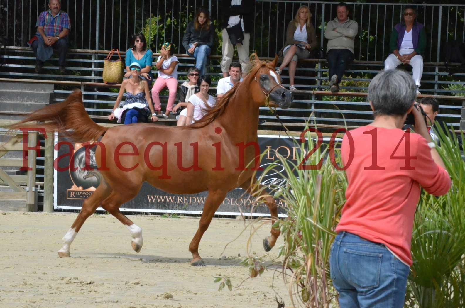 ﻿CHAMPIONNAT DE FRANCE 2014 A POMPADOUR - Championnat - KINSHASA JA - 20