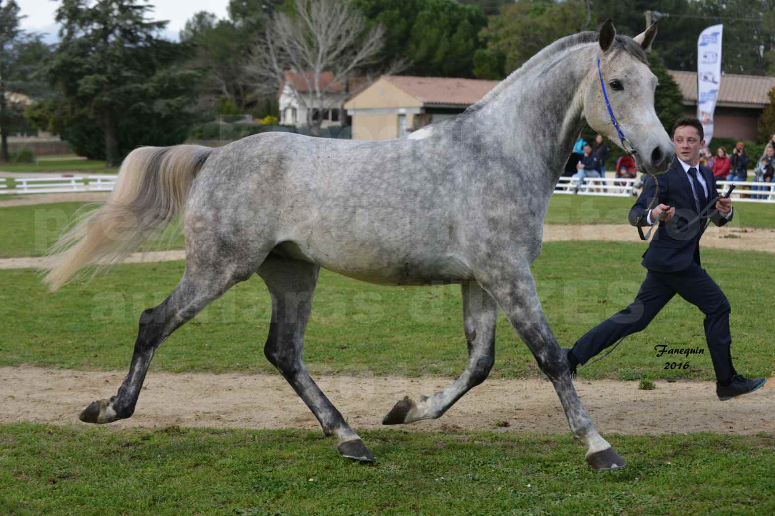 Présentation d’Étalons aux Haras d'UZES en 2016 - Présentation en longe - UMAR D'ALENTHUN - 5