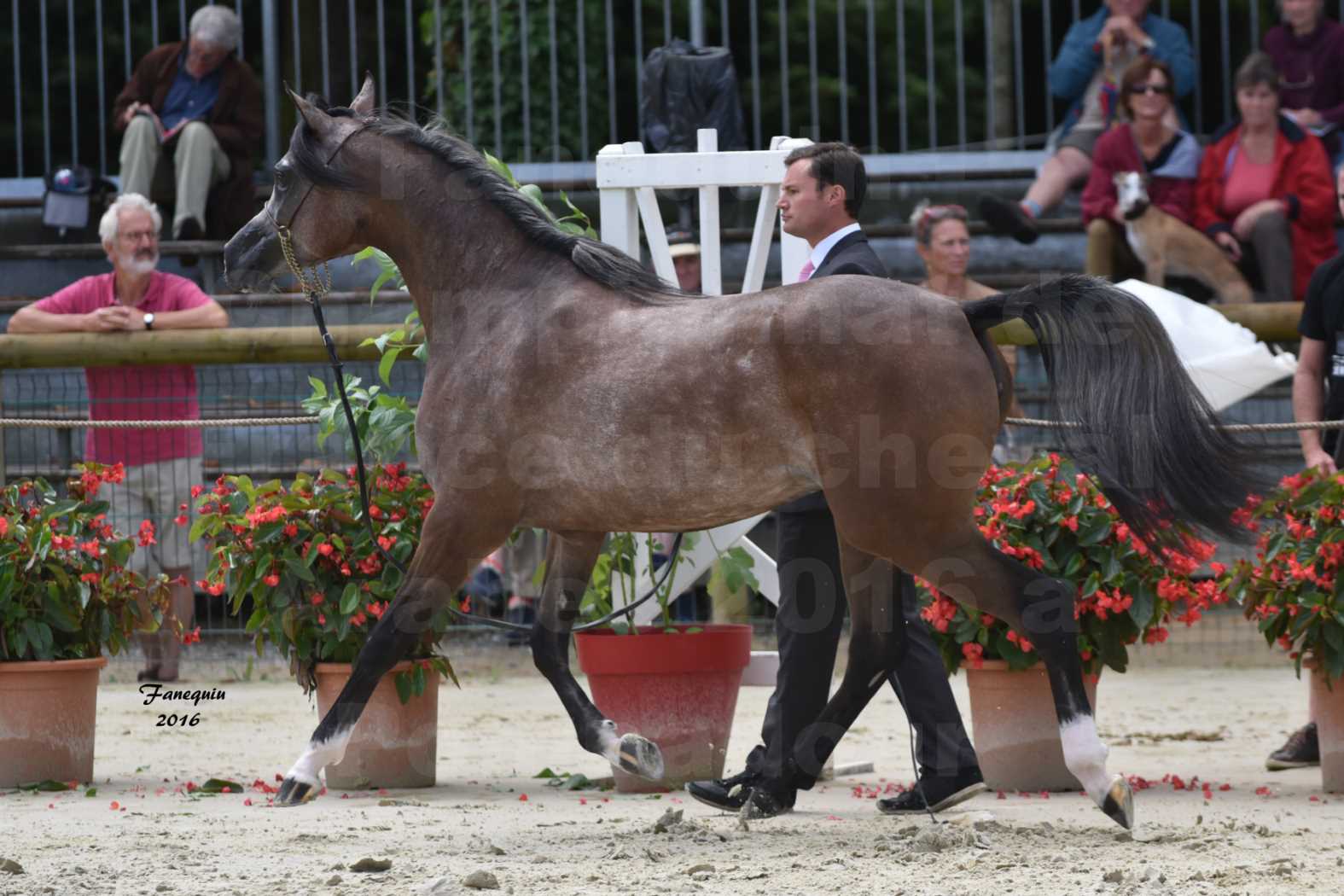 Championnat de France de chevaux Arabes 2016 à Pompadour - AÏNHOA MA PTIT FOLIE - 01