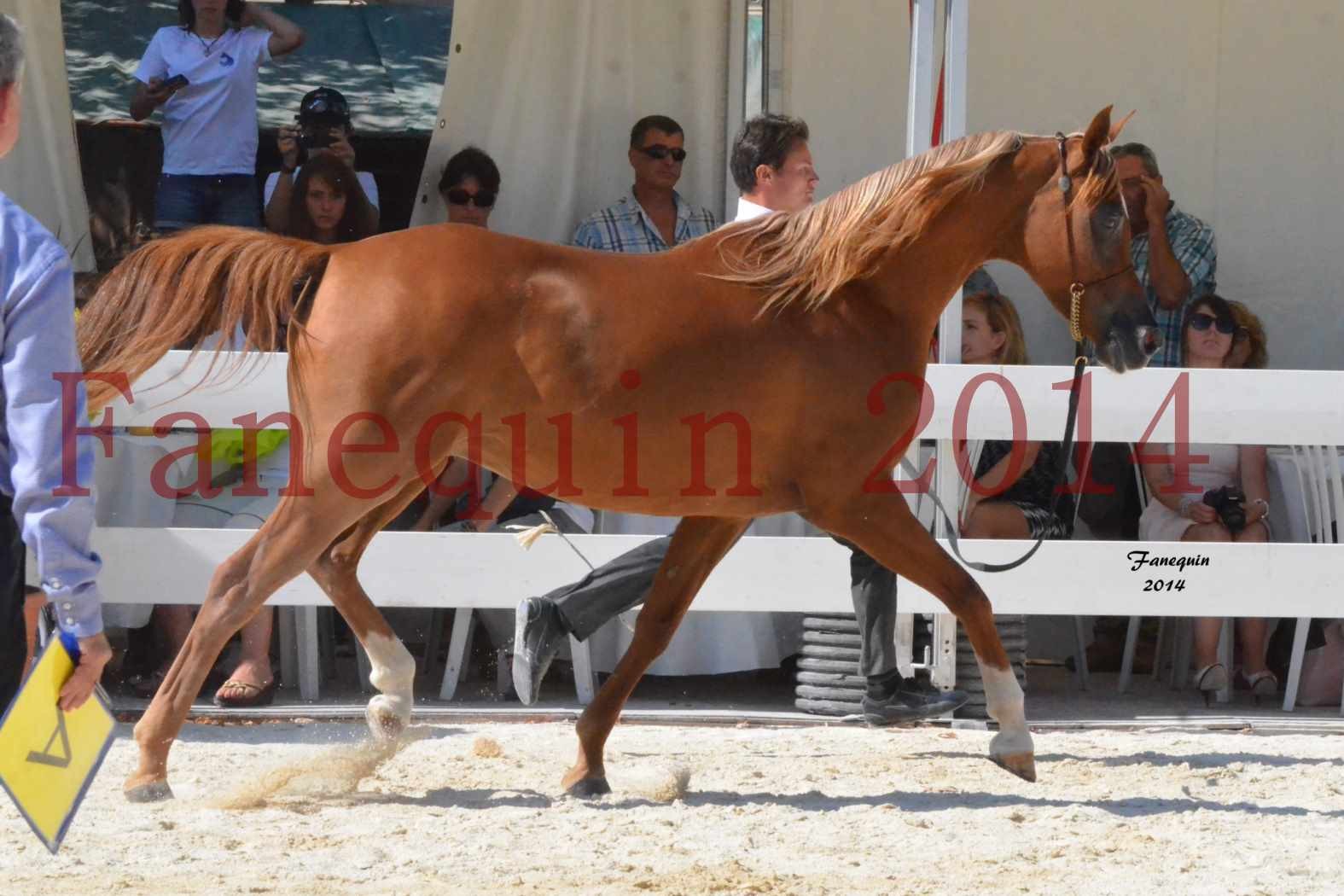 Concours National de Nîmes de chevaux ARABES 2014 - Notre Sélection - MASSAI DE BARREL - 01