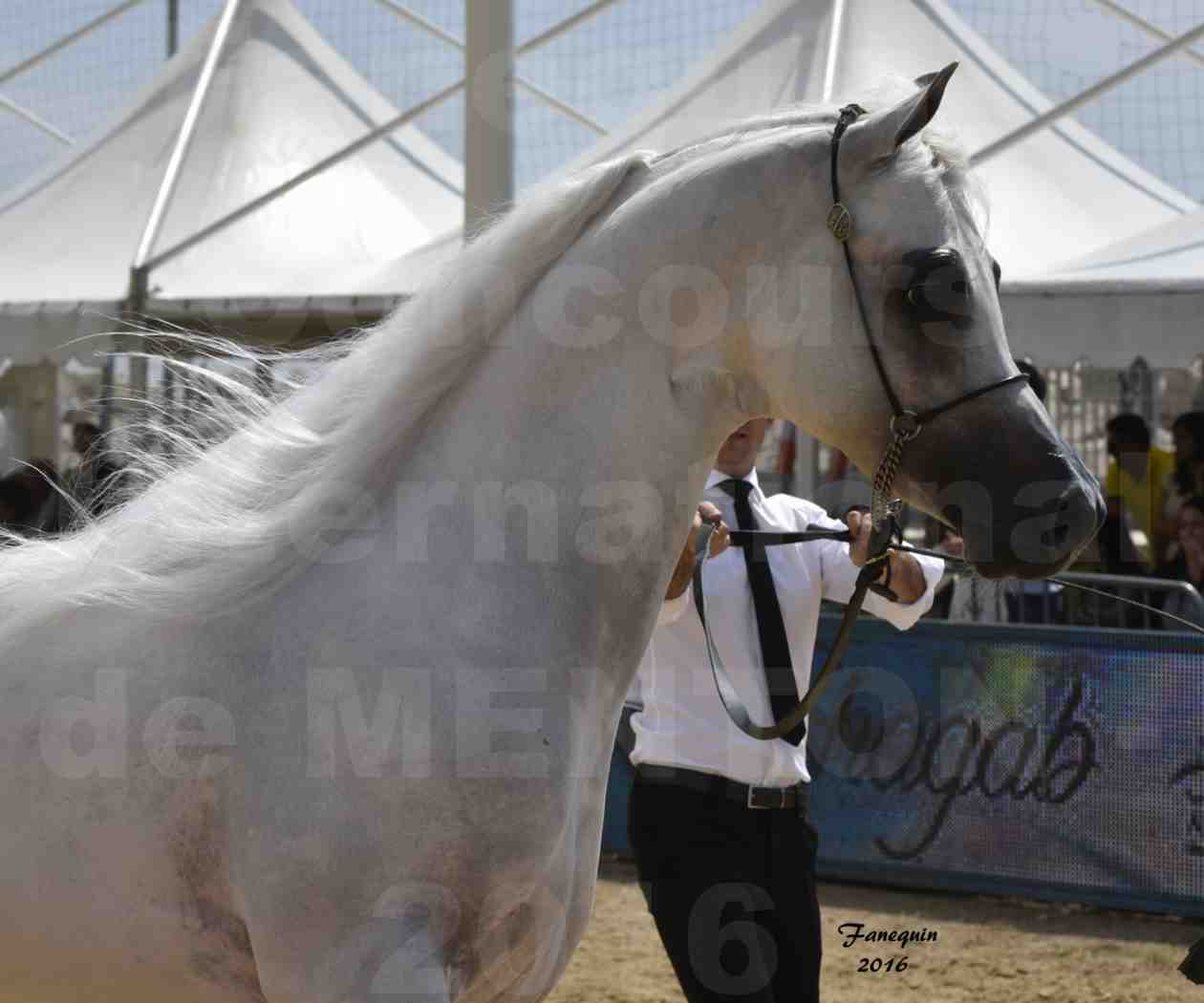 Show International de chevaux ARABES de MENTON 2016 - AJA ANGELO - Notre Sélection - Portraits - 02