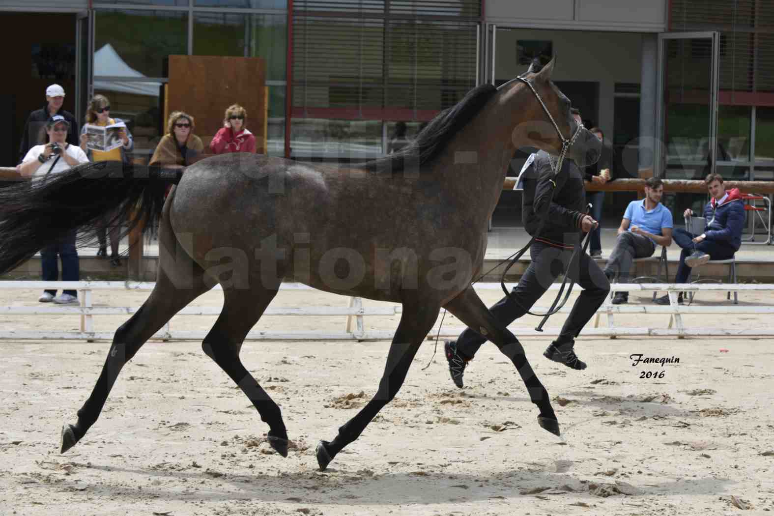 Show National de CHAZEY sur AIN - 2 & 3 juillet 2016 - ELJE KIRVANA