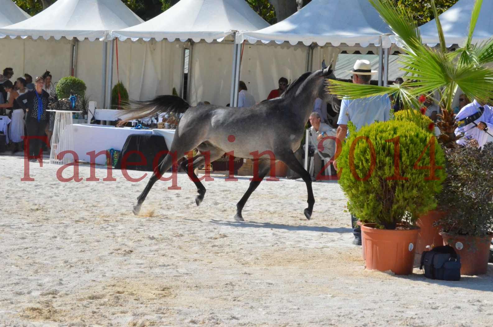 Concours National de Nîmes de chevaux ARABES 2014 - Championnat - JOSEPH'S BOUZIOLS - C 05