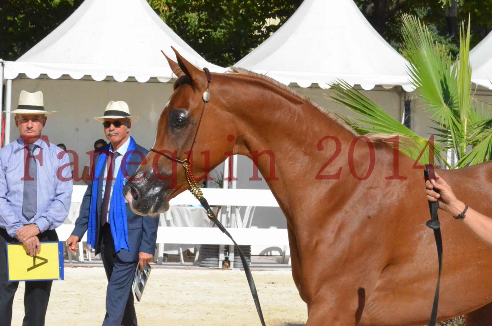 Concours National de Nîmes de chevaux ARABES 2014 - Championnat - MASSAI DE BARREL - 63