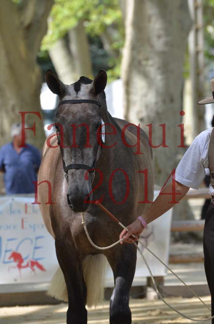 Portraits Chevaux Elevage RONCHAIL-02