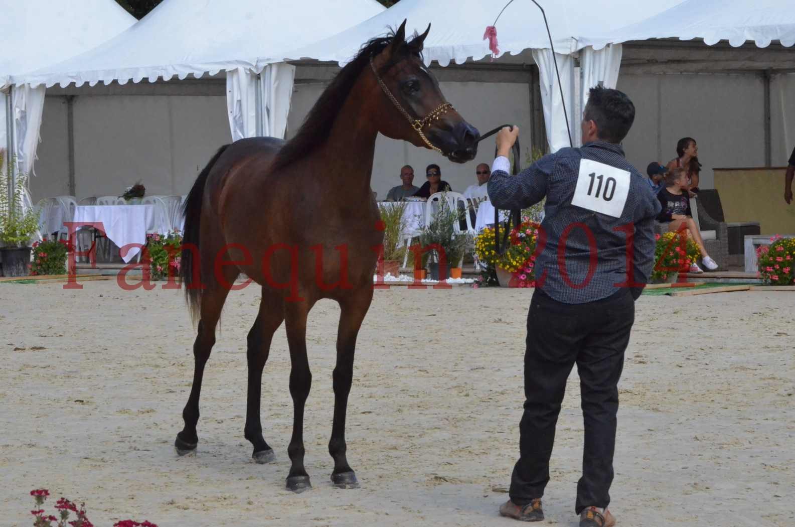 Championnat de FRANCE 2014 - Amateurs - KAL'ELLE D'ELHORIA - 81