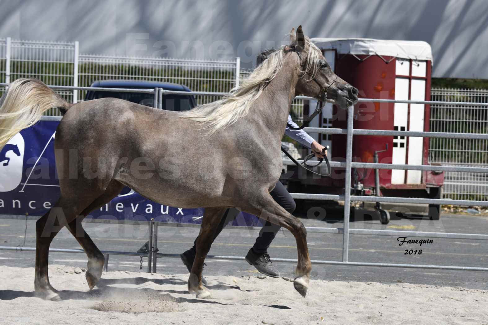 Concours d'élevage de Chevaux Arabes - Demi Sang Arabes - Anglo Arabes - ALBI les 6 & 7 Avril 2018 - DAENERYS DE LAFON - Notre Sélection - 03