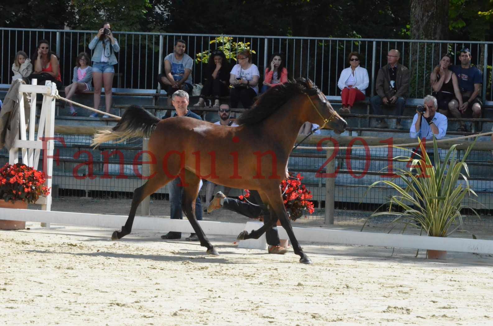 Championnat de FRANCE 2014 - Amateurs - KAL'ELLE D'ELHORIA - 34