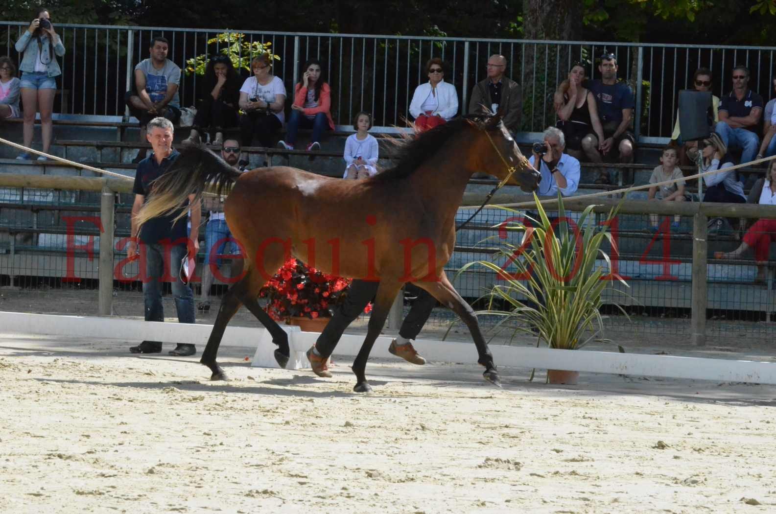 Championnat de FRANCE 2014 - Amateurs - KAL'ELLE D'ELHORIA - 35