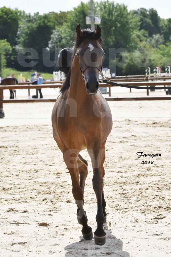 Concours Européen de chevaux Arabes à Chazey sur Ain 2018 - BO AS PRINCE SHAKAR - Notre Sélection - 3