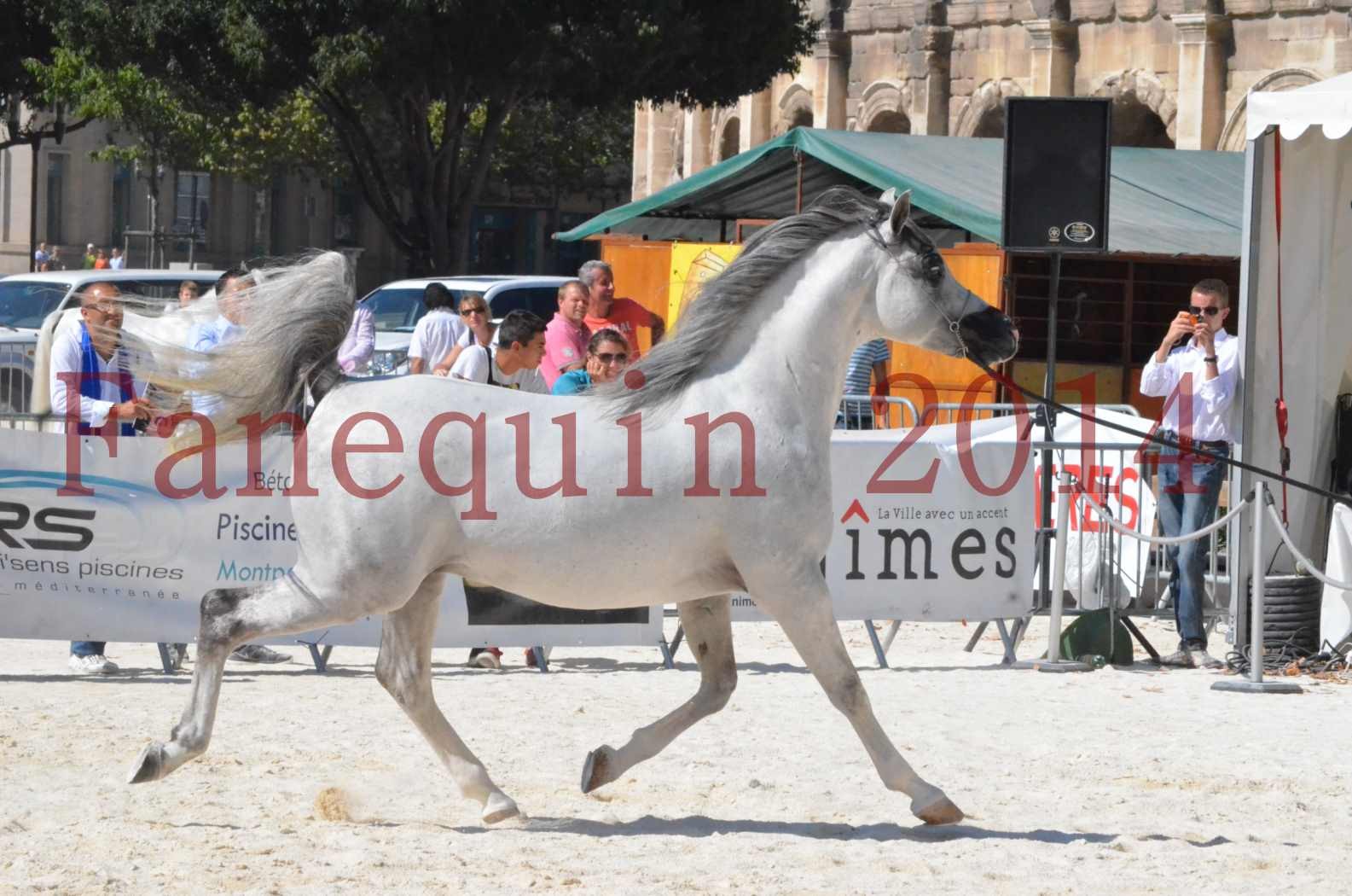 Concours National de Nîmes de chevaux ARABES 2014 - Sélection - SHAOLIN DE NEDJAIA - 21