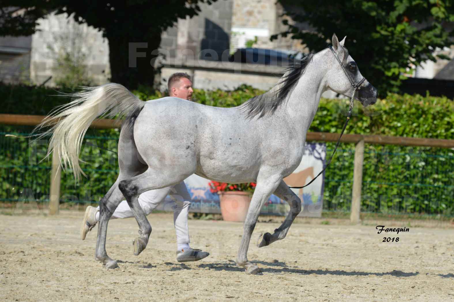 Championnat de FRANCE de Chevaux Arabes 2018 à Pompadour - LOHENBERG ADIL - Ma Sélection - 27