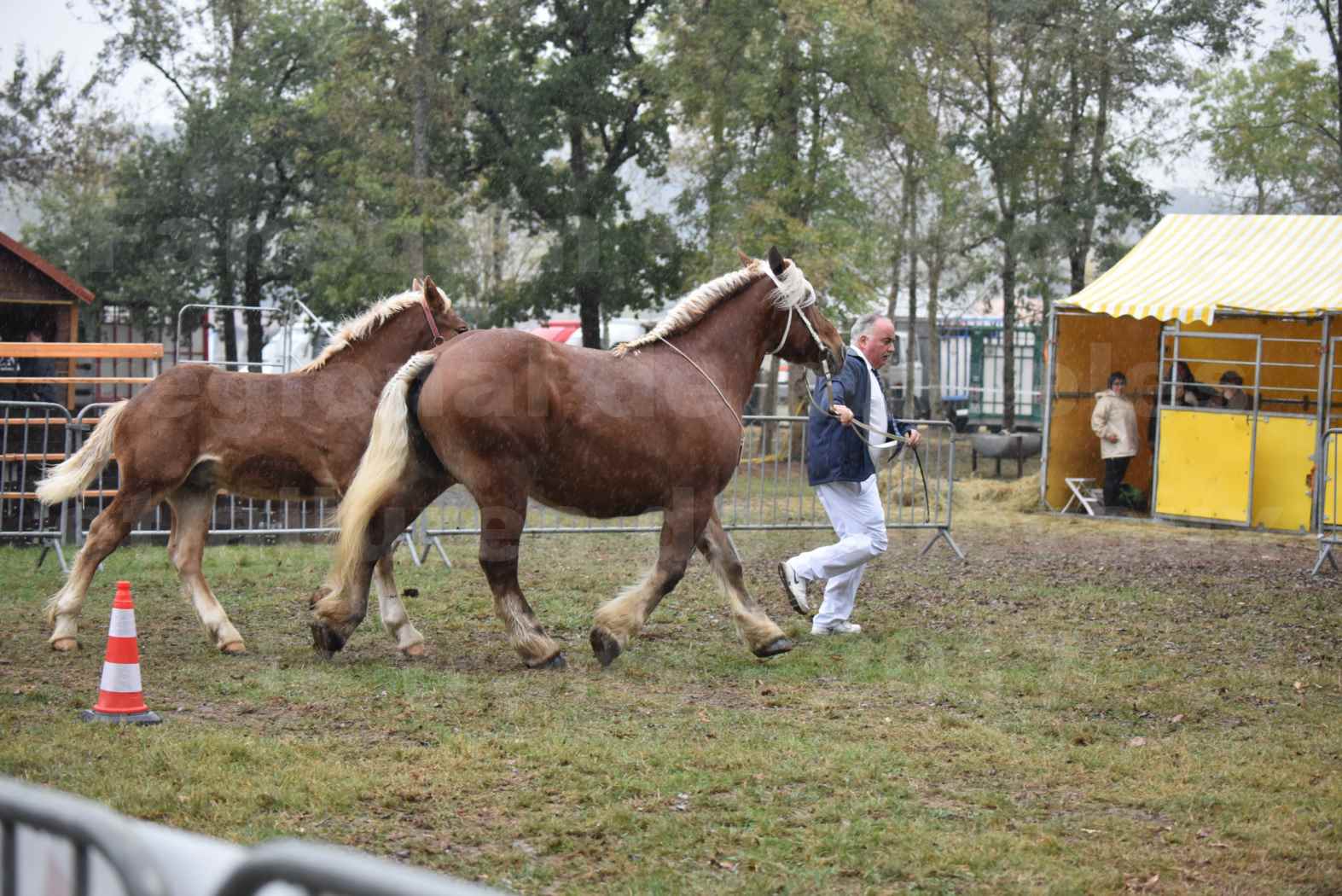 Concours Régional de chevaux de traits en 2017 - Jument Suitée - Trait COMTOIS - TOSCANE DE GIOUX - 07