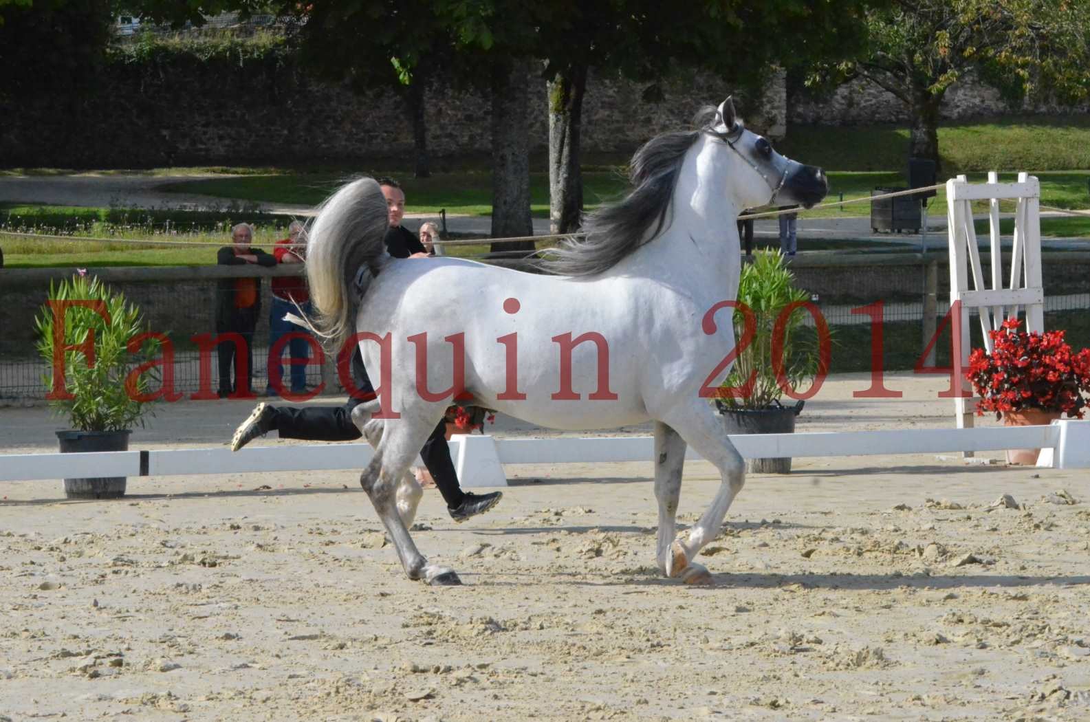 CHAMPIONNAT DE FRANCE  2014 A POMPADOUR - Sélection - SHAOLIN DE NEDJAIA - 02