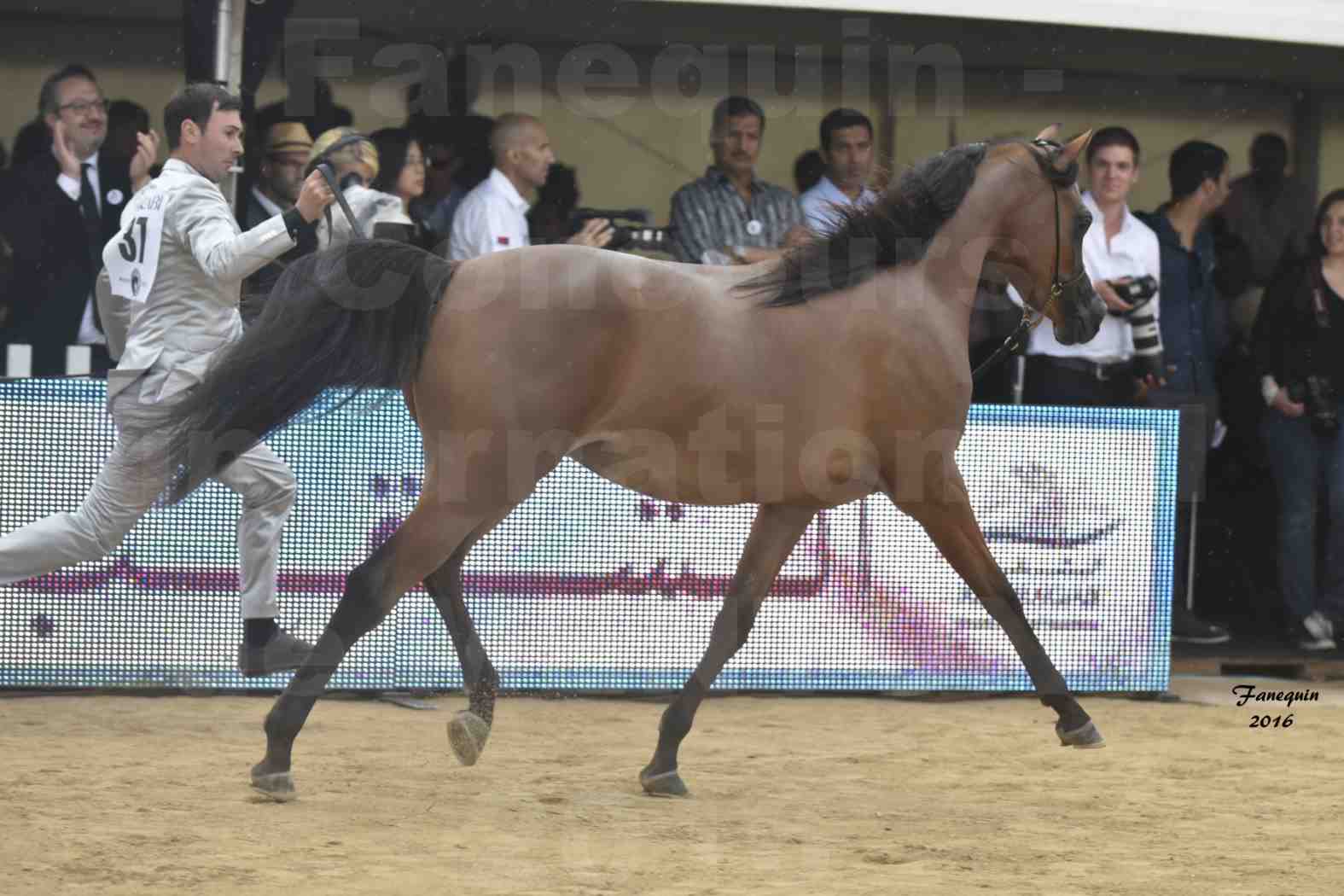 Championnat du pur-sang arabe de la Méditerranée et des pays arabes - MENTON 2016 - MAI AL JASSIMYA - Notre Sélection - 6