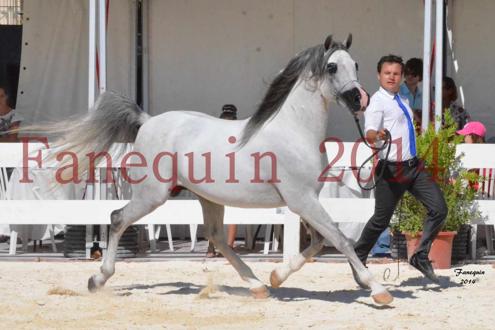 Concours National de Nîmes de chevaux ARABES 2014 - Notre Sélection - SHAOLIN DE NEDJAIA - 04