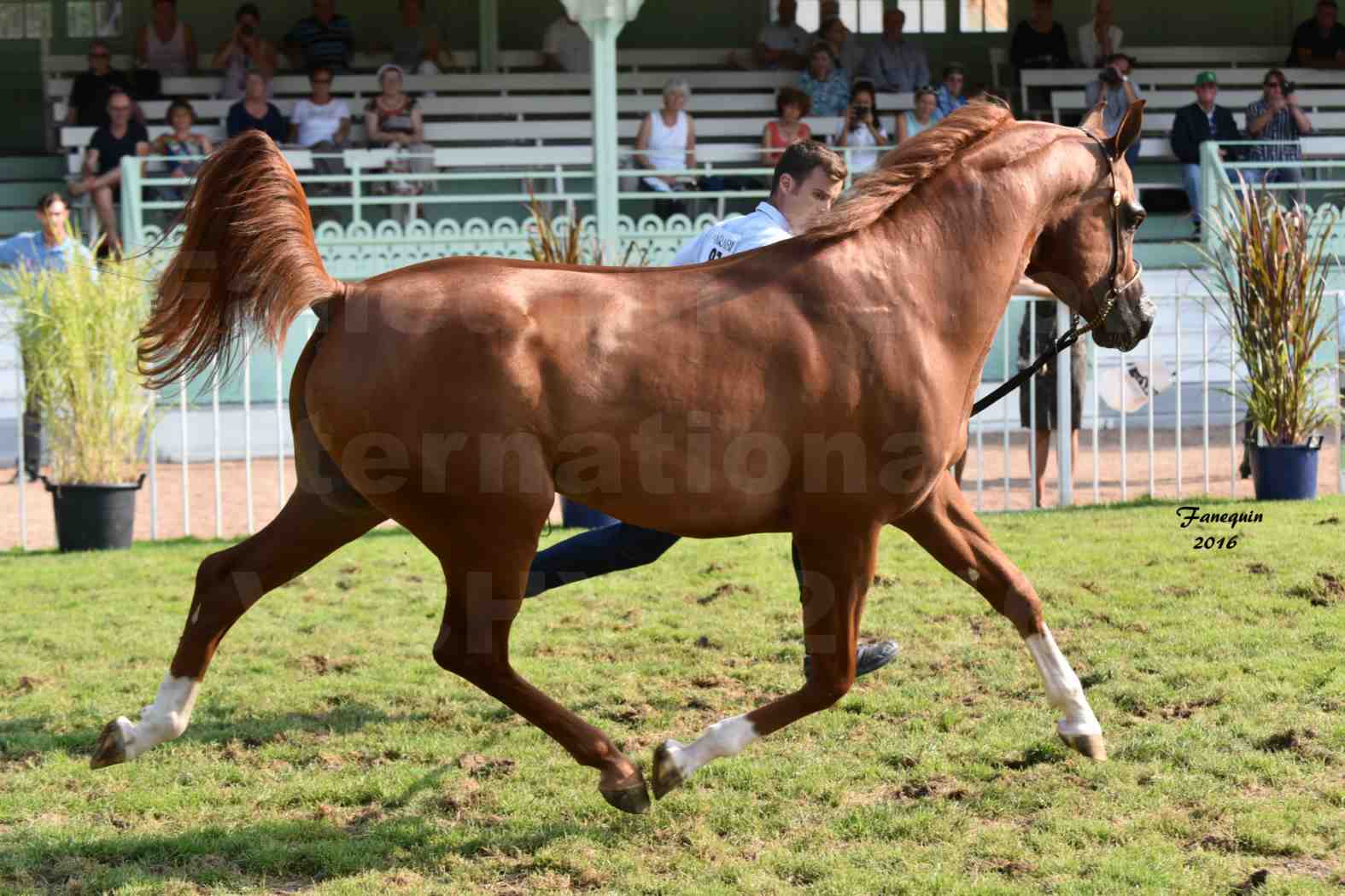 International Arabian Horse Show B de VICHY 2016 - DZARI NUNKI