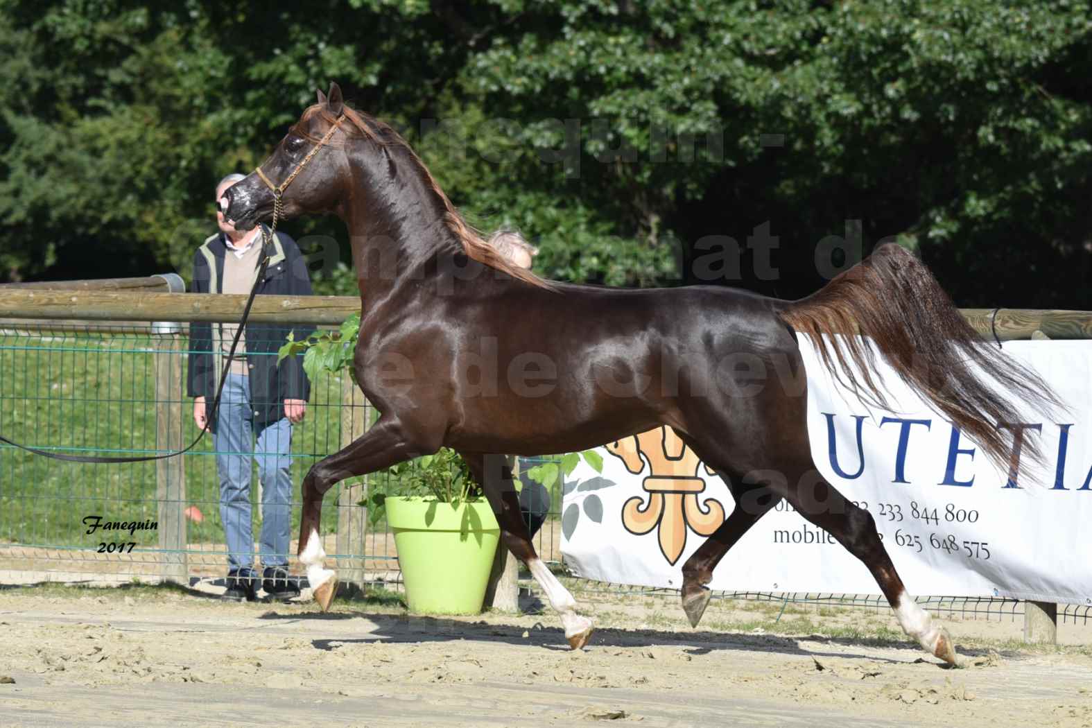 Championnat de France de Chevaux ARABES à Pompadour en 2017 - Notre Sélection - AVALON DALANN - 2