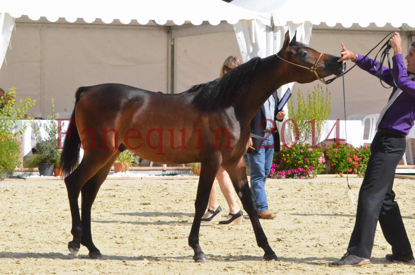 Championnat de FRANCE 2014 - Amateurs - SH FARAJAA - 40