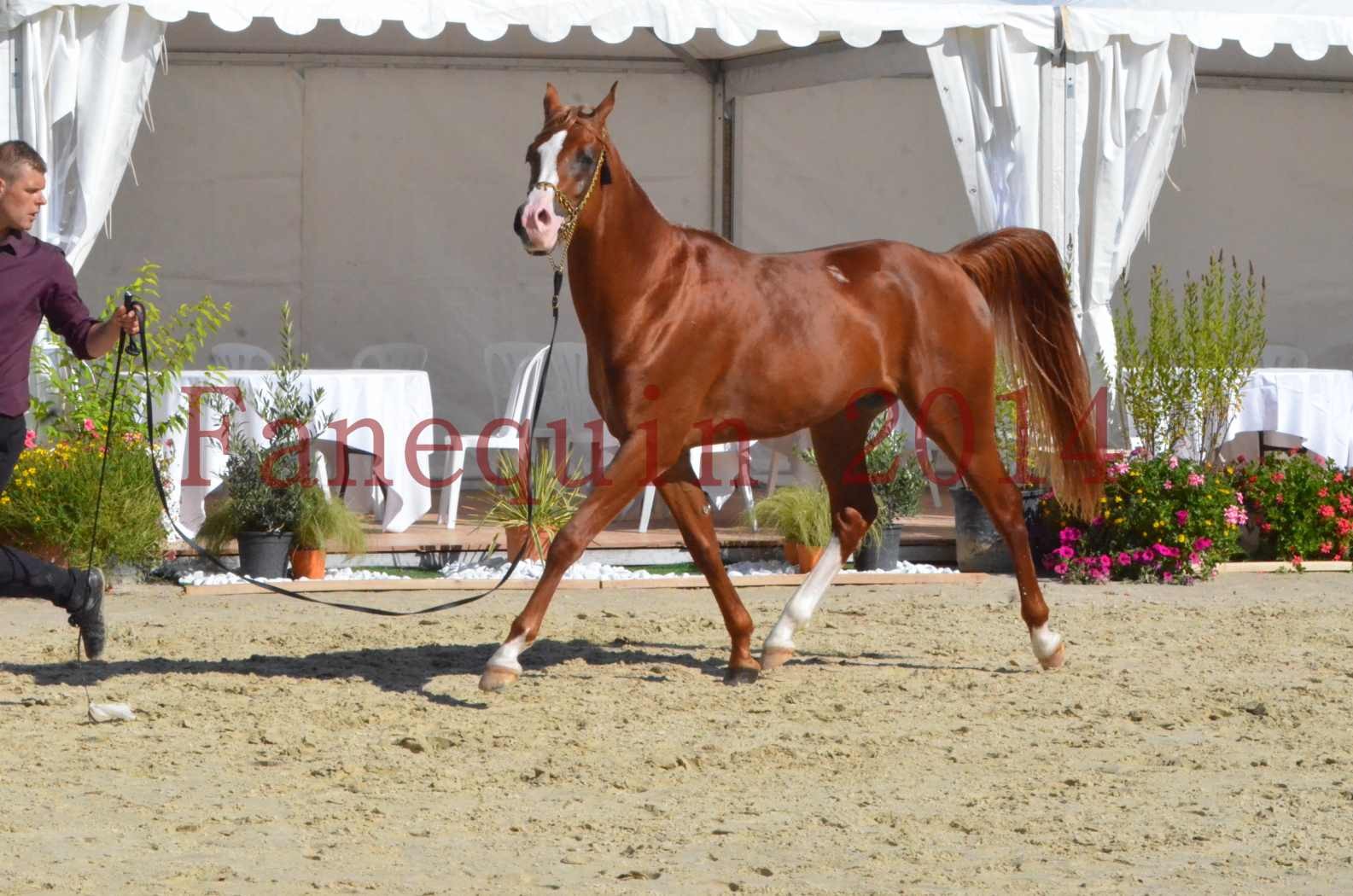 Championnat de FRANCE 2014 - Amateurs - SELECTO IBN SAMAWI - 057