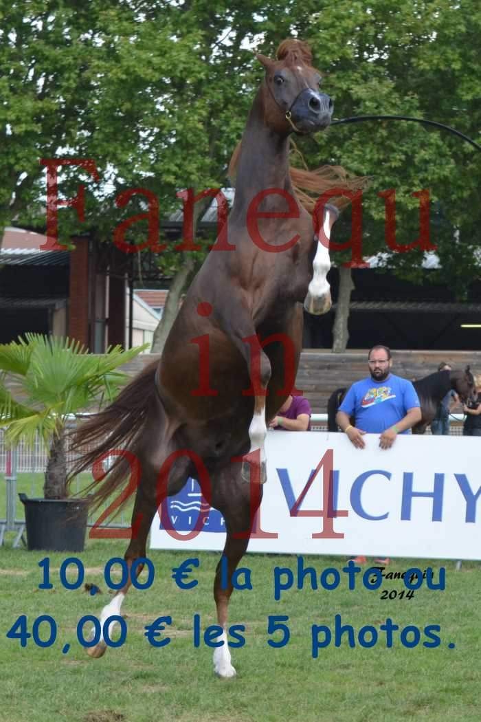 Parade des étalons - IM BAYARD CATHARE - se cabrant - 07 H