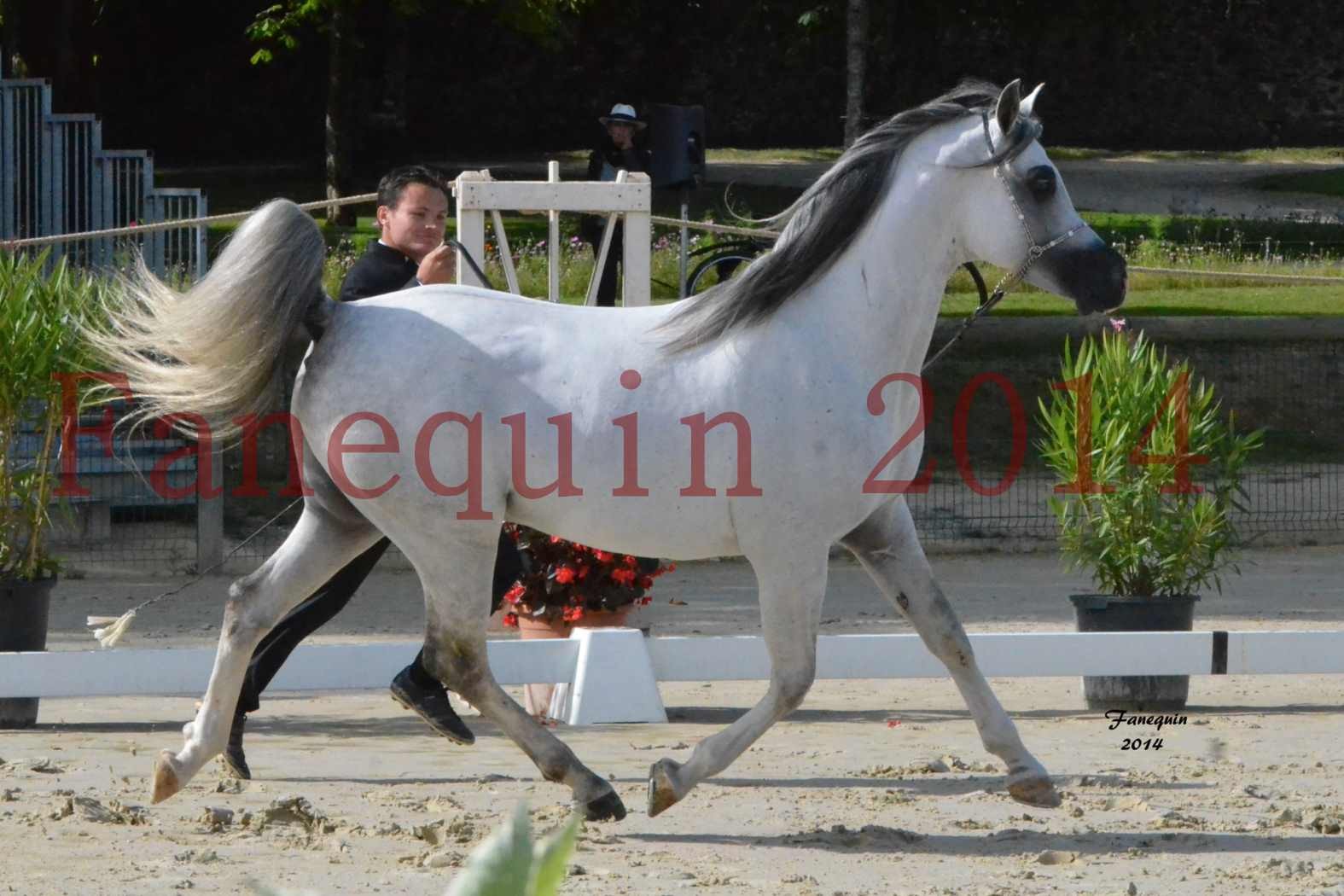 CHAMPIONNAT DE FRANCE  2014 A POMPADOUR - Notre Sélection - SHAOLIN DE NEDJAIA - 02