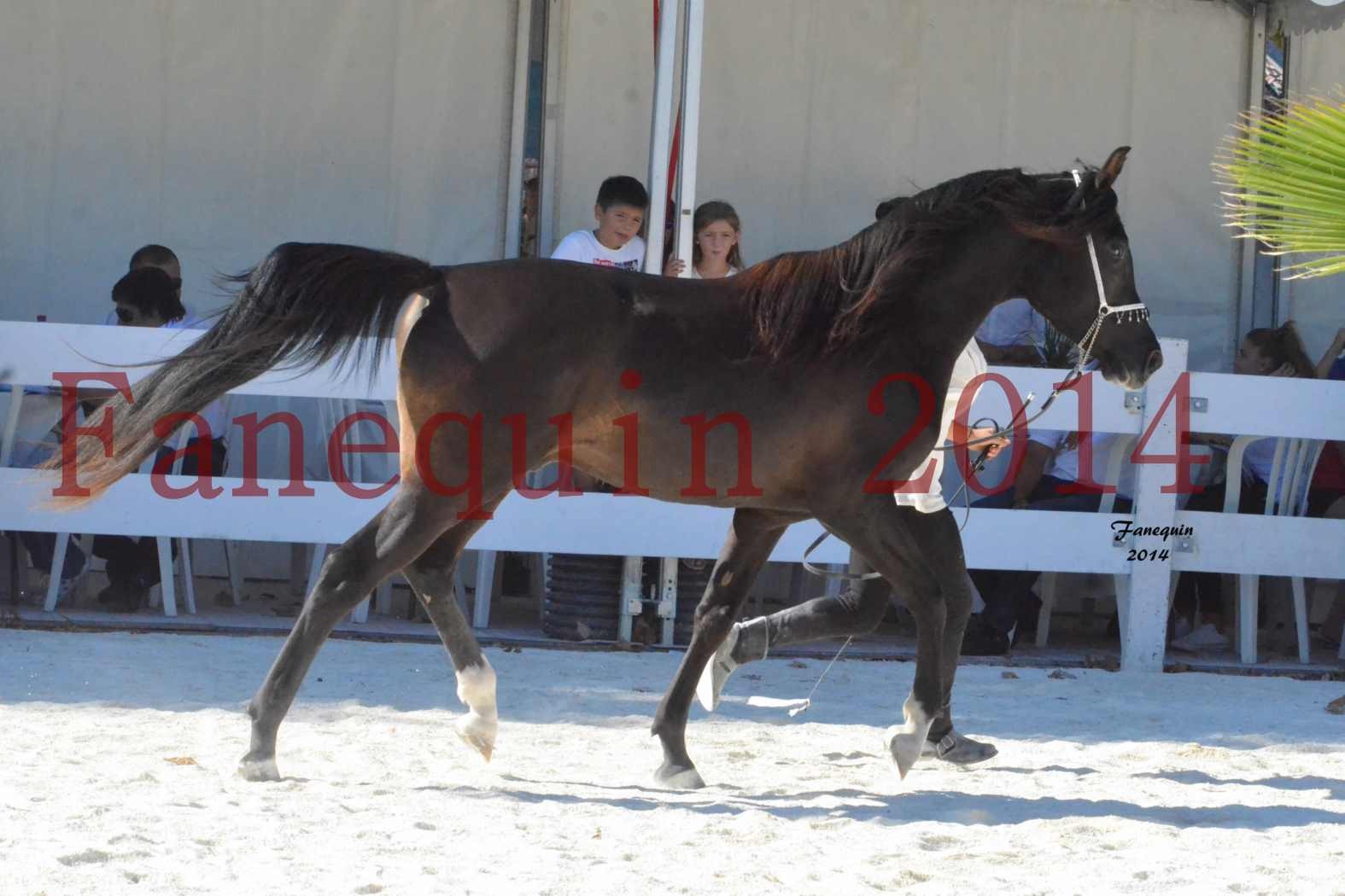 Concours National de Nîmes de chevaux ARABES 2014 - Notre Sélection - BALTYK DE CHAUMONT - 5