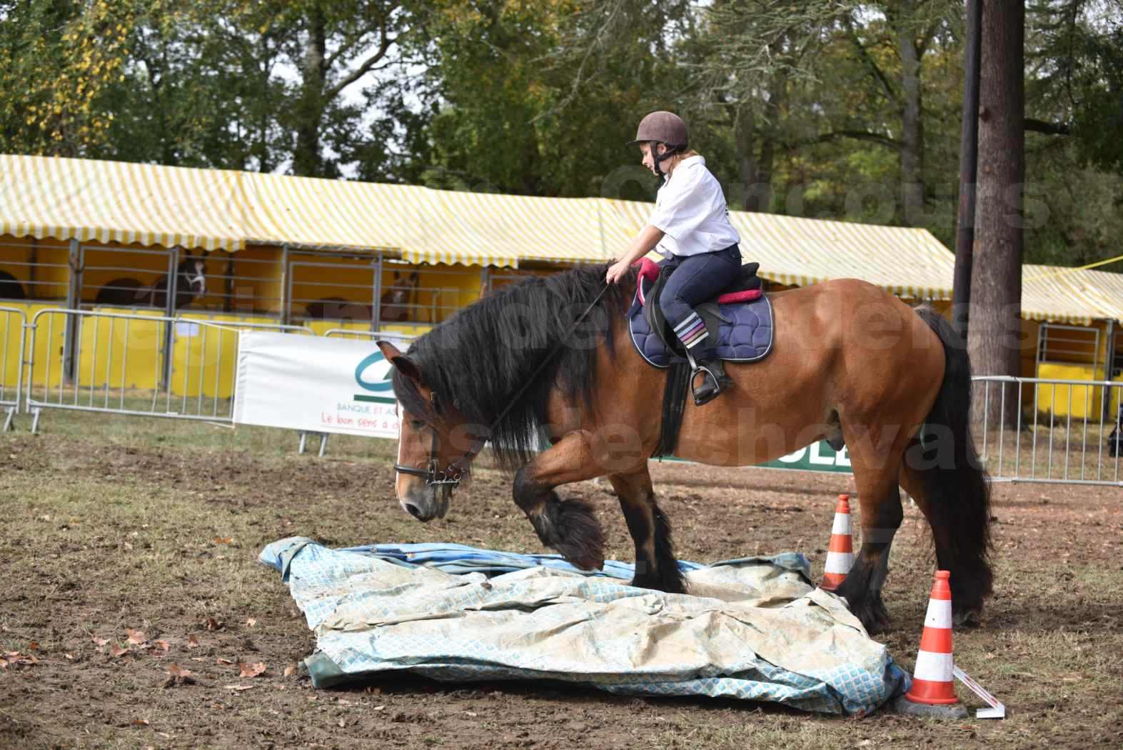 Concours régional de chevaux de traits 2017 - QUIQUINOU - 6