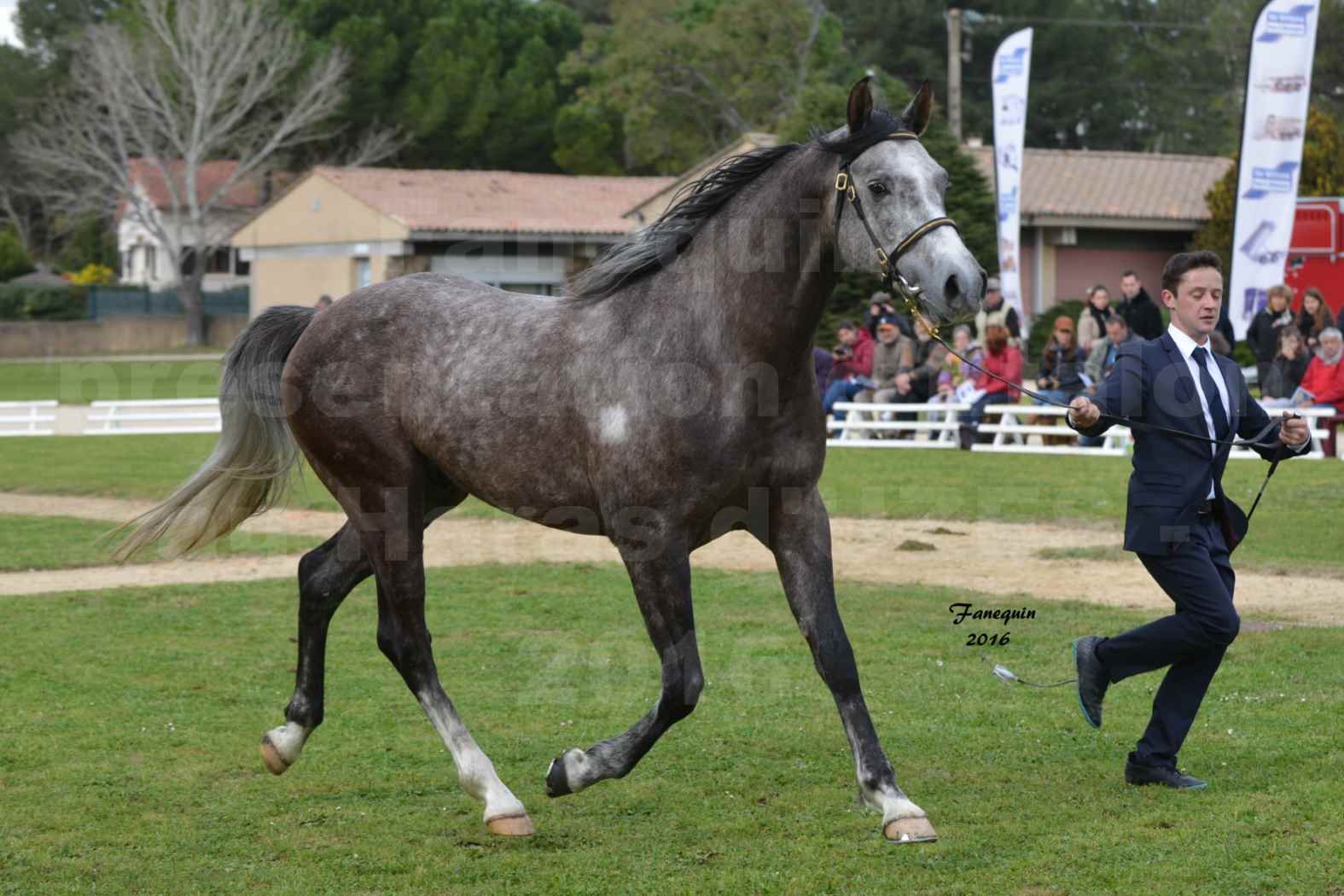 Présentation d’Étalons aux Haras d'UZES en 2016 - Présentation en longe - DIADUR DES VABRES - 4