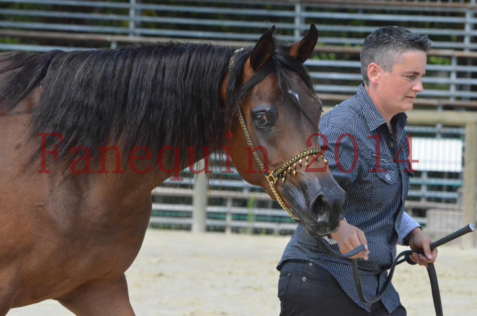 Championnat de FRANCE 2014 - Amateurs - KAL'ELLE D'ELHORIA - 84