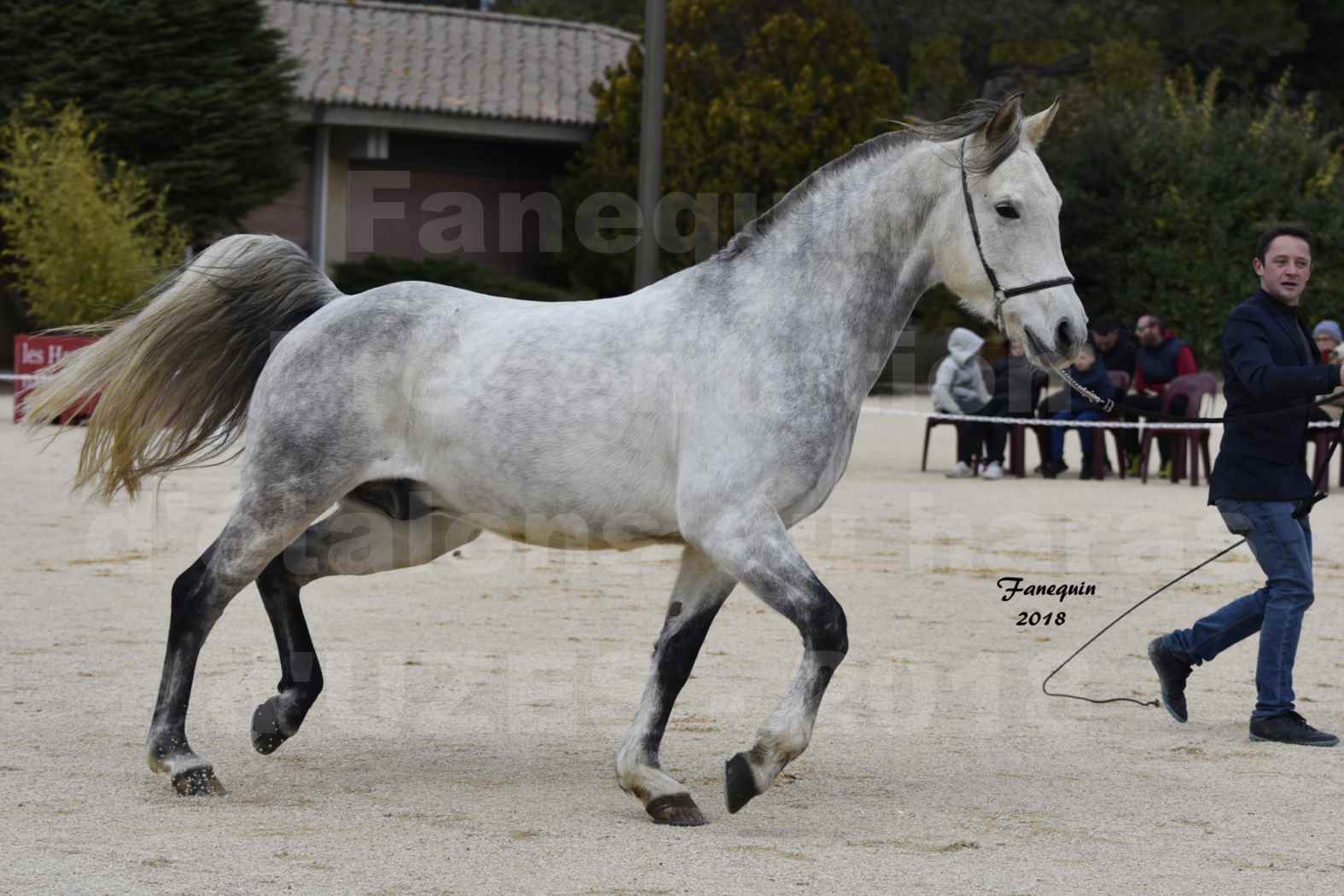 Présentation d’Étalons au haras d'UZES en 2018 - DIOSAÏ D'ALAJOU - Notre Sélection - en main - 02