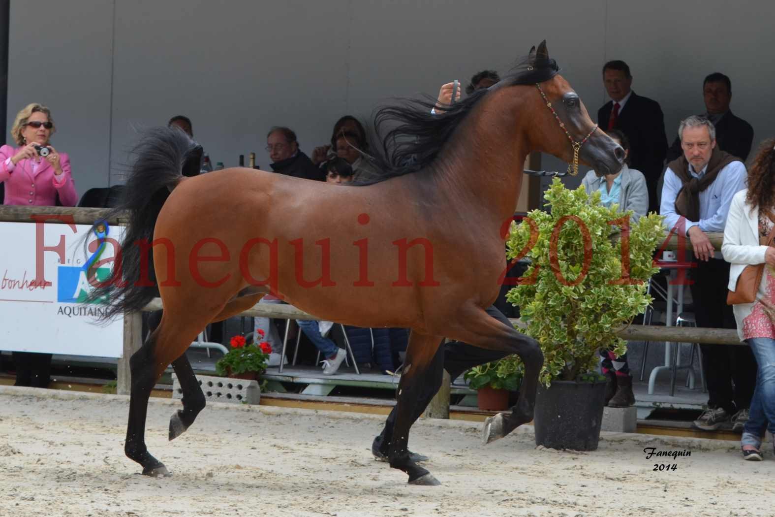 Show International de Chevaux ARABES 2014 à BORDEAUX - Notre Sélection - ABSOLUT DE DJOON - 4