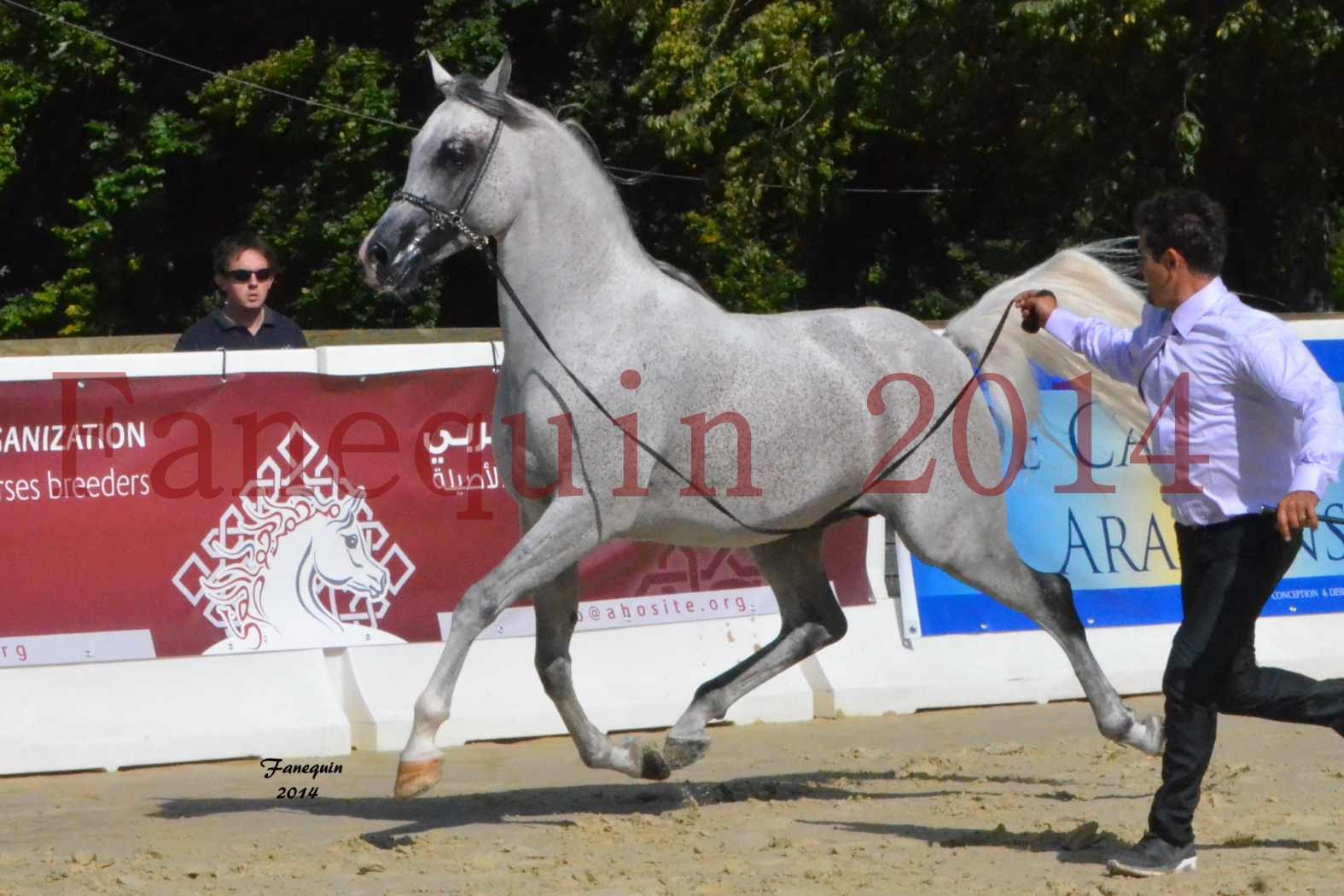 CHAMPIONNAT DE FRANCE  2014 A POMPADOUR - Notre Sélection - SHEYK DE GARGASSAN - 01