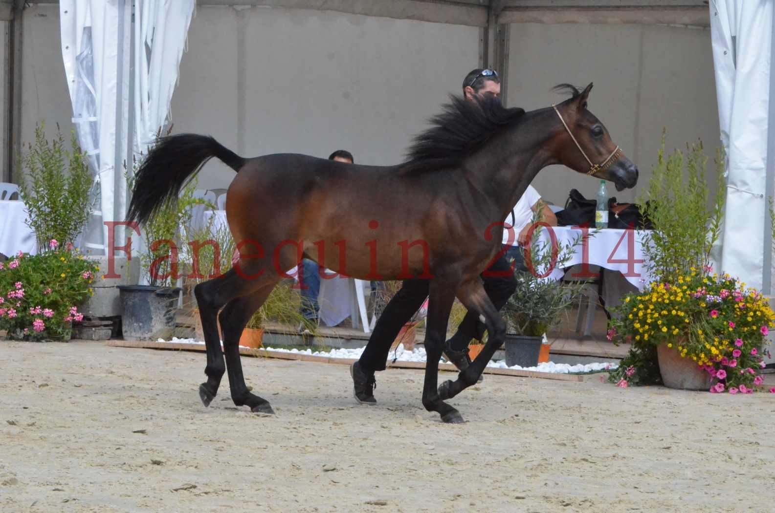 Championnat de FRANCE 2014 - Amateurs - SH FARAJAA - 25