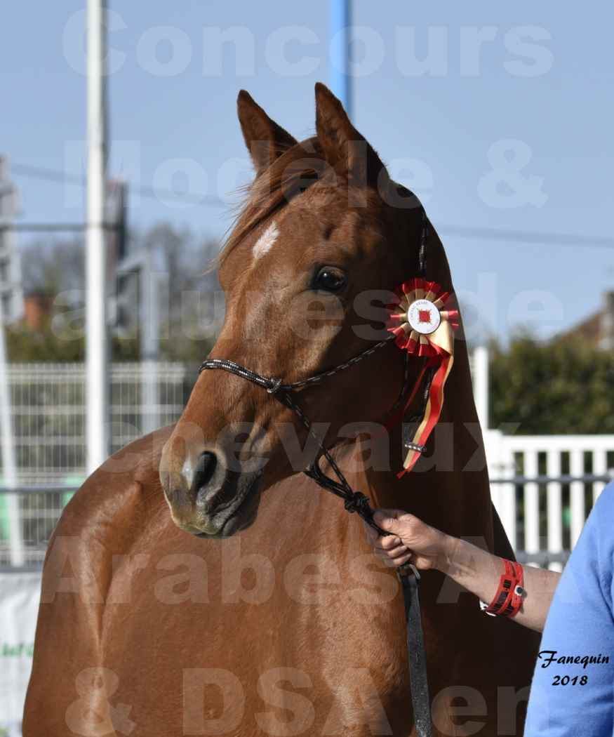 Concours d'élevage de Chevaux Arabes - D. S. A. - A. A. - ALBI les 6 & 7 Avril 2018 - GRIOU DU GRIOU - Notre Sélection - Portraits - 2