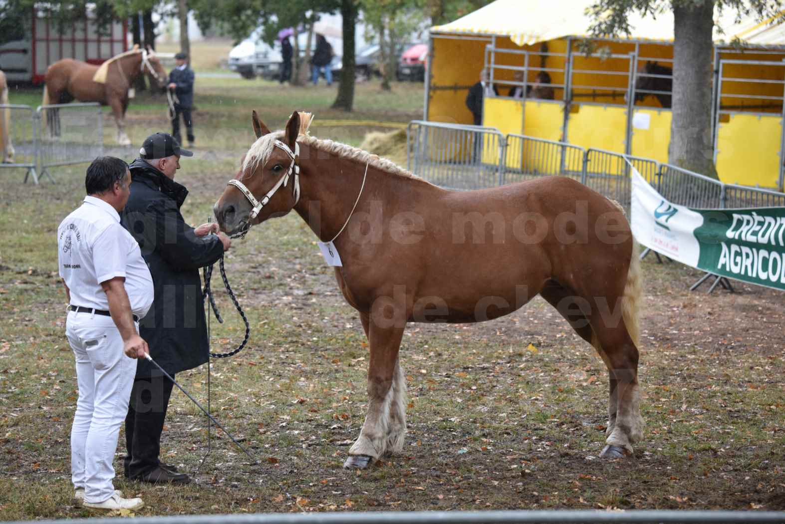 Concours Régional de chevaux de traits en 2017 - Trait COMTOIS - FANNY 61 - 02